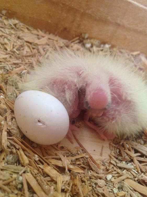 image.thumb.jpg.92672d6c9436003bde998fb5