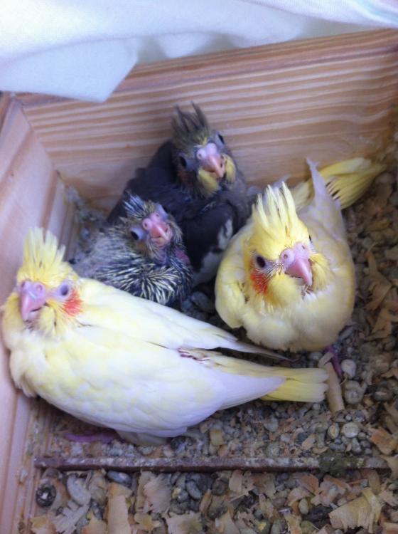 image.thumb.jpg.ac72e9eb60a37834715ccf42