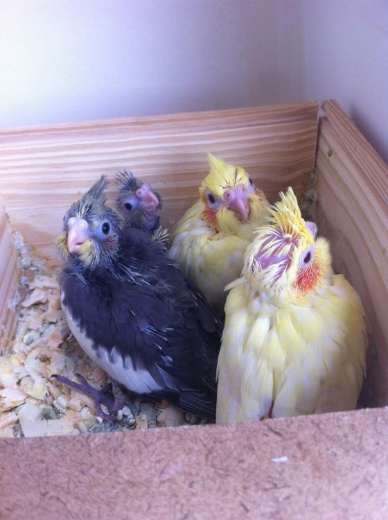 image.thumb.jpg.dadfa284338daef4661c4b77