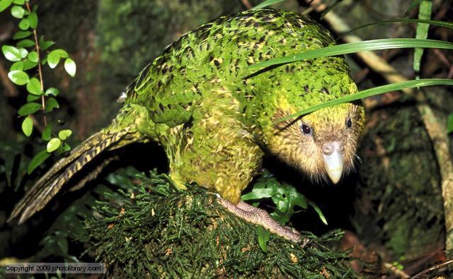 kakapo_1.thumb.jpg.a88507d6f95e0e966cec1
