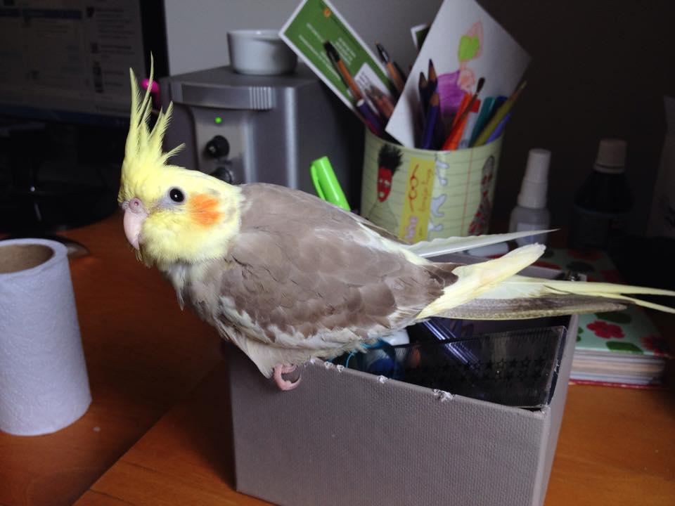 11149059_998100676921555_1353405270_n.th