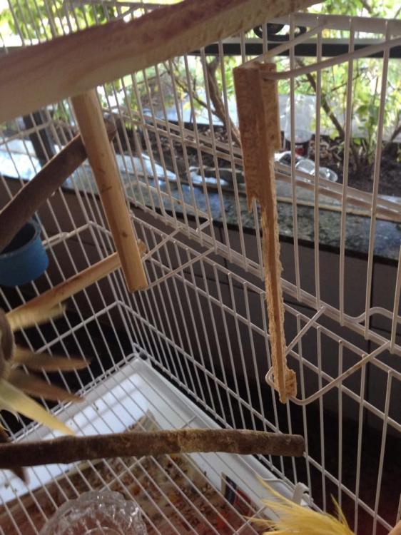 11414411_1060786773986278_165671422_n.th