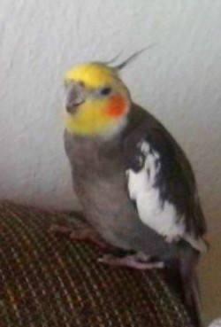 11414743_702723623189162_426308225_n.thu