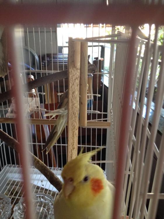 11418391_1060786817319607_447726649_n.th