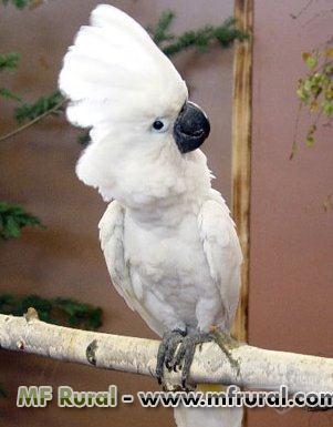 139077-150719-702381-cacatua-alba-galerita-moluca-e-citron.jpg