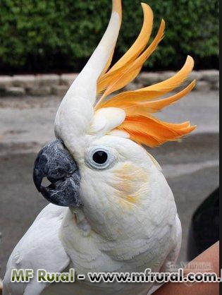 139077-150719-702384-cacatua-alba-galerita-moluca-e-citron.jpg
