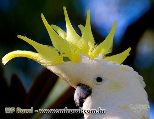 139077-150719-702385-cacatua-alba-galerita-moluca-e-citron.jpg