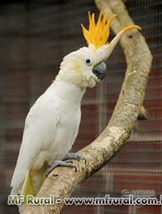 139077-150719-702386-cacatua-alba-galerita-moluca-e-citron.jpg