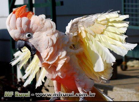 139077-150719-702389-cacatua-alba-galerita-moluca-e-citron.jpg