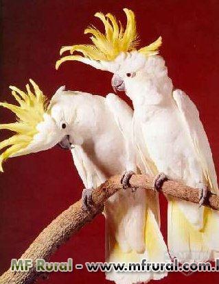 139077-150719-702390-cacatua-alba-galerita-moluca-e-citron.jpg