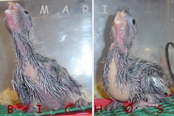 146t54.thumb.jpg.1ceab7119dcf7c0d91af25f