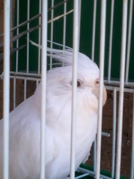 20140729_122105_Android.thumb.jpg.080b1d