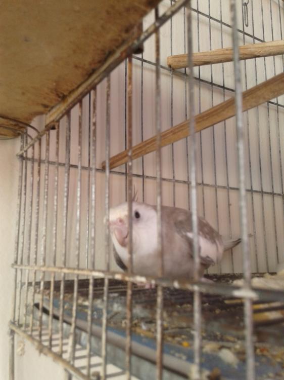 20150526_130927.thumb.jpg.281383606a57f6