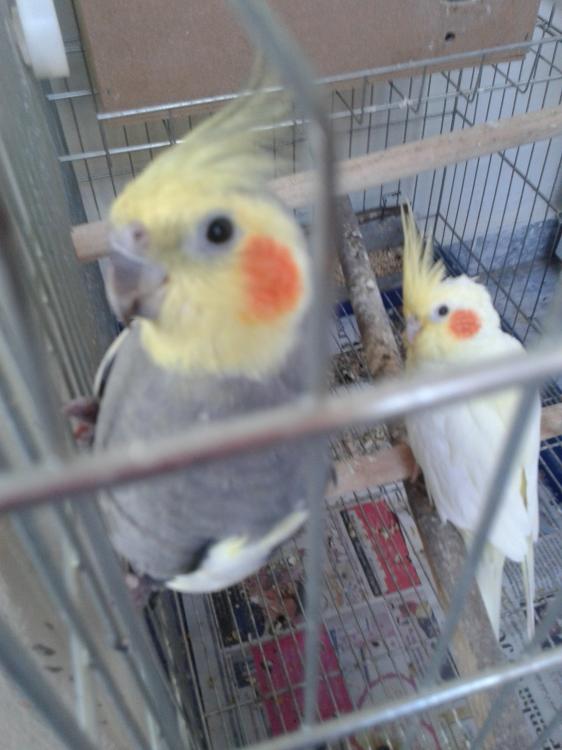 20150616_153106.thumb.jpg.fe3f549deebd52