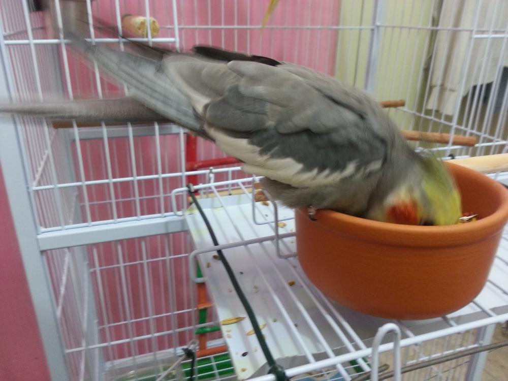 20150622_191230.thumb.jpg.74176e61c6686e