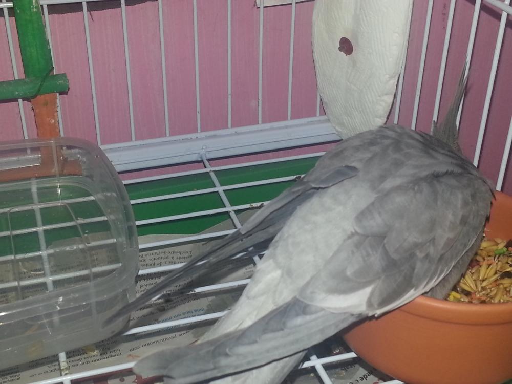 20150628_173312.thumb.jpg.8a4e8045a71150