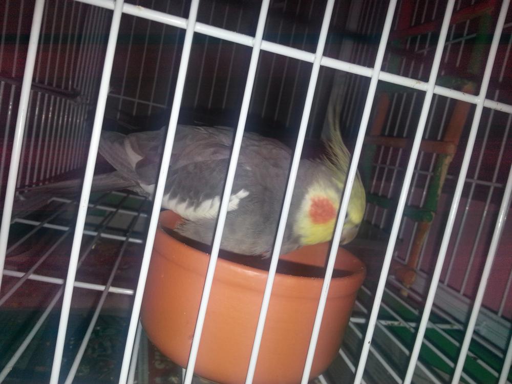 20150628_173413.thumb.jpg.274361d251ac63