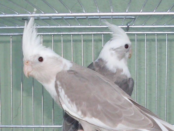 950cb_canela_e_cb_arlequim.thumb.jpg.5c3