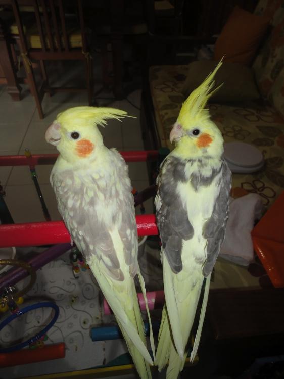 DSC03612.thumb.JPG.131a28e61aae5cc8cab47