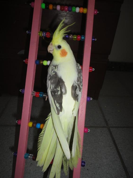 DSC04406.thumb.JPG.2c452636dc3e413927f4d