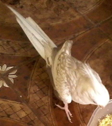 Foto-0278.thumb.jpg.4b063988028c09f167b7