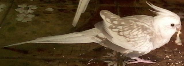 Foto-0288.thumb.jpg.404b48a188a6dc3be2ec