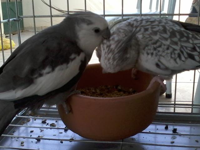 Foto-0408.thumb.jpg.5a807b17103c59037b1a