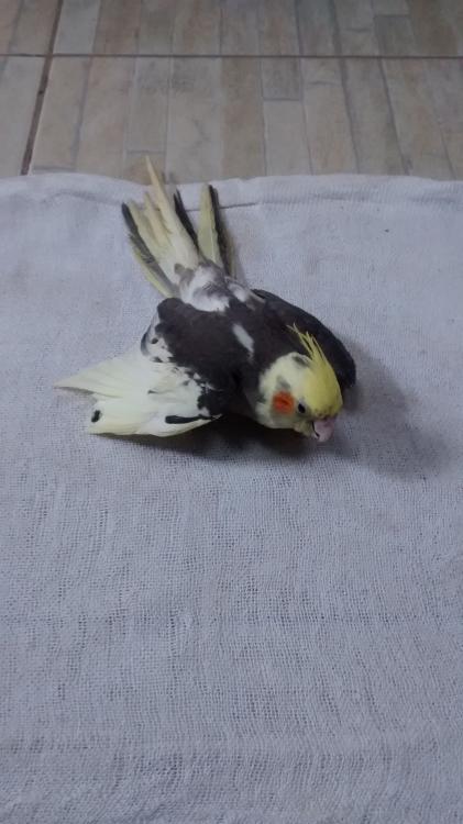 IMG-20150613-WA0007.thumb.jpeg.a138bca3e