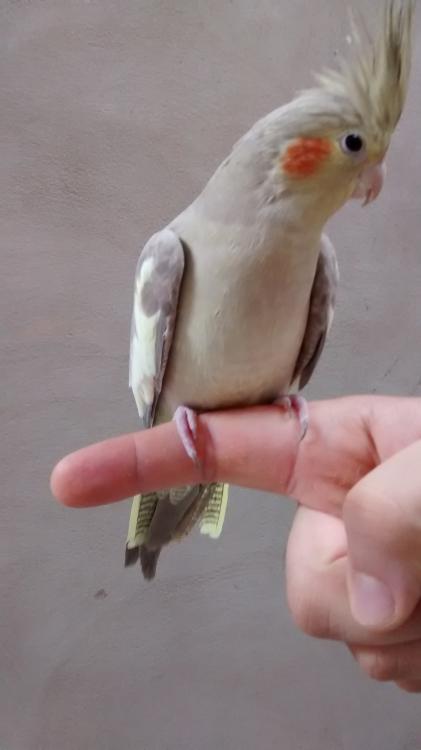 IMG_20150520_094529771.thumb.jpg.52fdf41