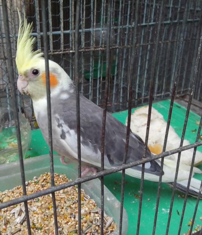 IMG_20150603_160638.thumb.jpg.1170d1170a