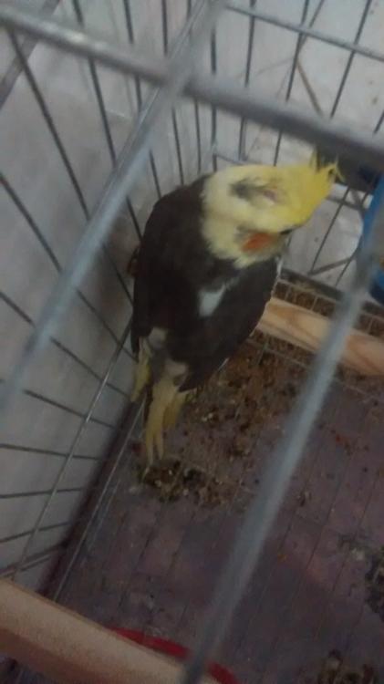 IMG_20150612_125404996.thumb.jpg.9b15328