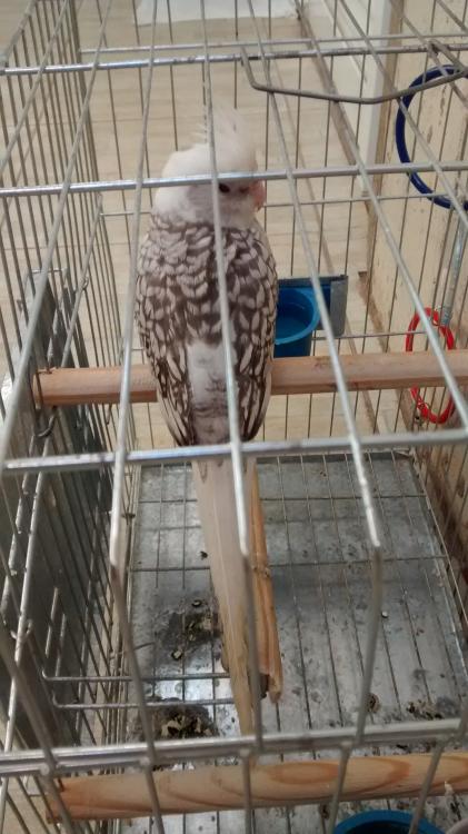 IMG_20150613_142043447.thumb.jpg.b873166