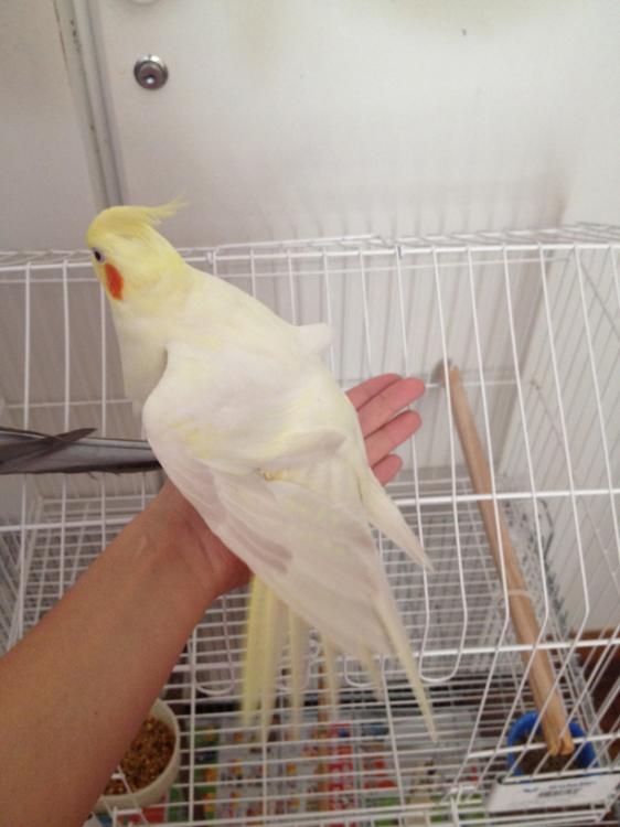 Iphone_pics2_1128.thumb.JPG.efe1c2fbe089