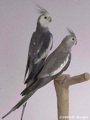 caracasal1.thumb.jpg.68fbaef4230427a642c