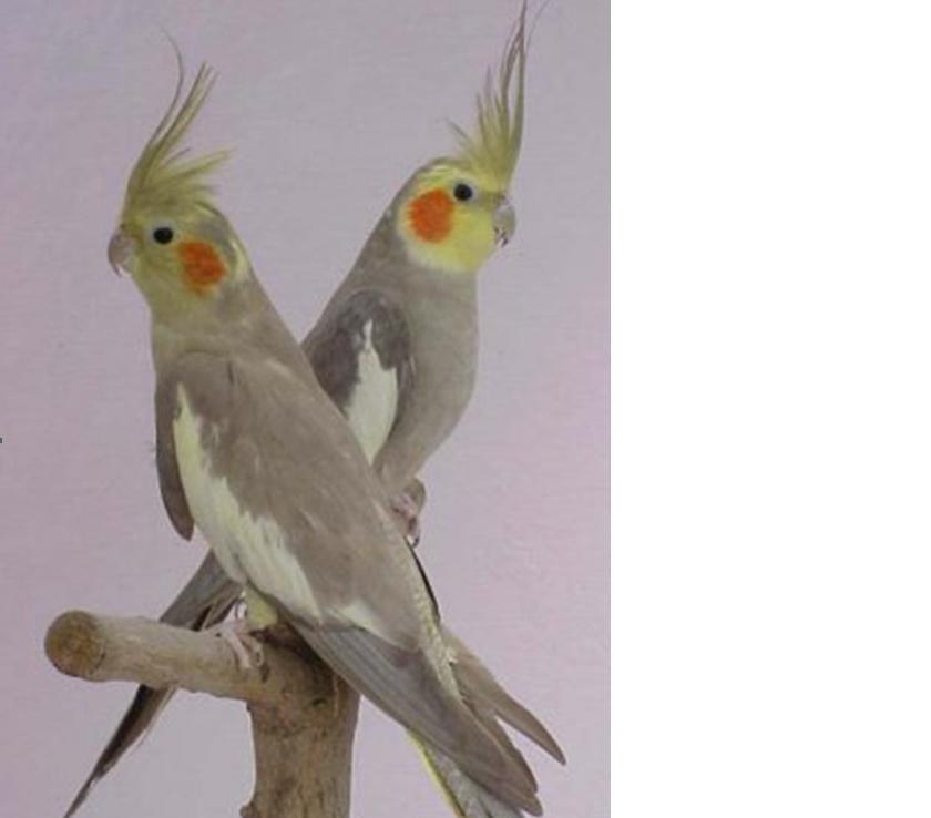 casal_canela.thumb.JPG.c913867cbbd52e942