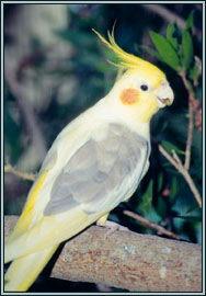 cinnpied.thumb.jpg.be6b61bb66c17e5ecedd9