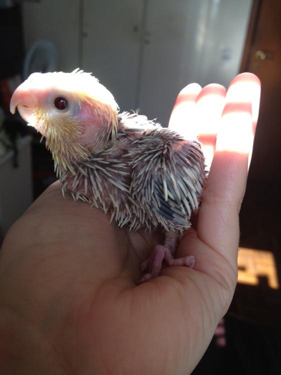 foto_2_(8).thumb.JPG.633167c2c9bc1dbe21d