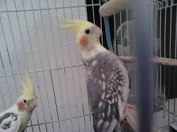 images_(2).thumb.jpg.b1b27e47cb1c0b0585f