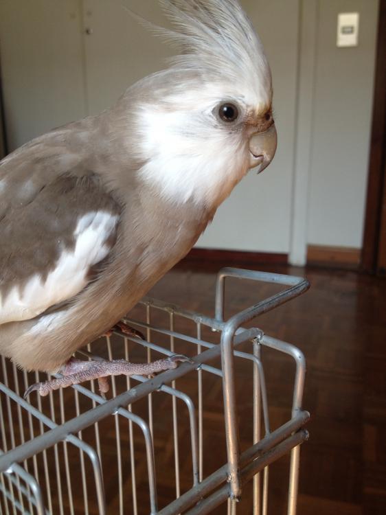 iphone_pics_leva_3_176.thumb.JPG.b8acd36