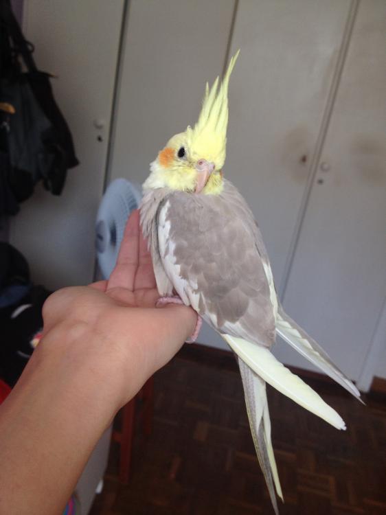 iphone_pics_leva_4_934.thumb.JPG.568e093