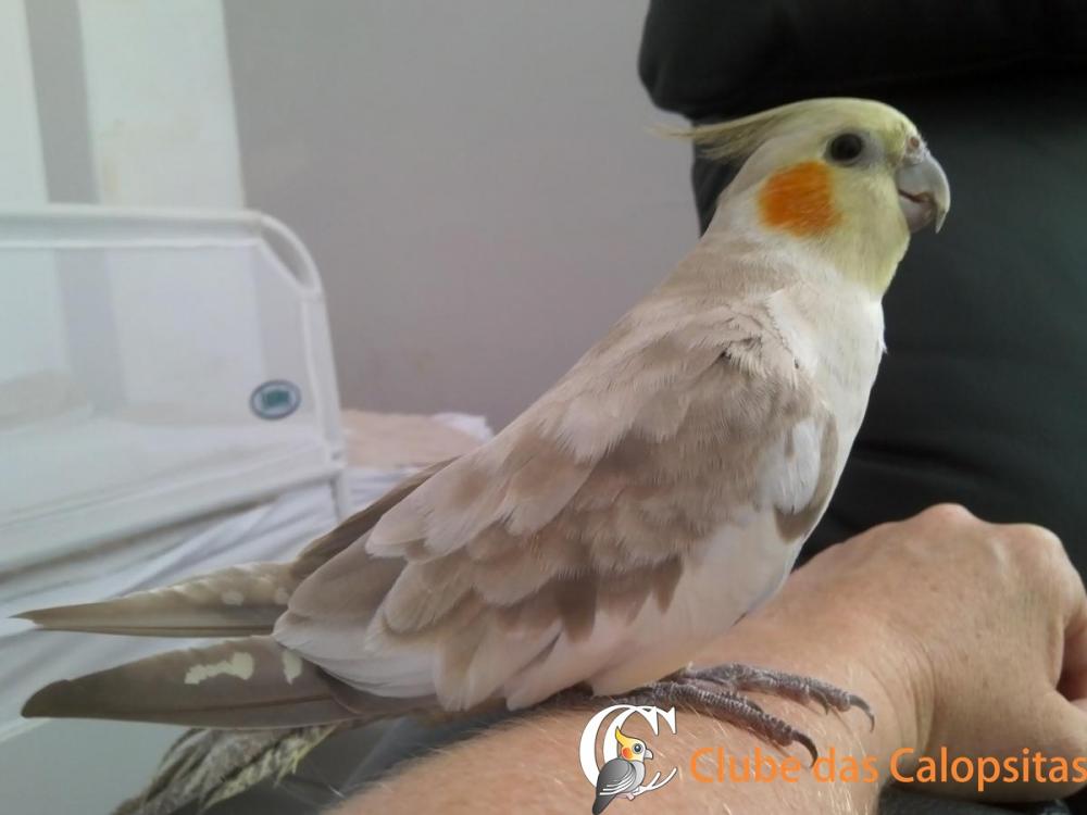 post-2245-0-81415900-1357390933.thumb.jp