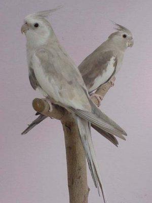 rsilver.thumb.jpg.405c2b5386ffd99c228a42