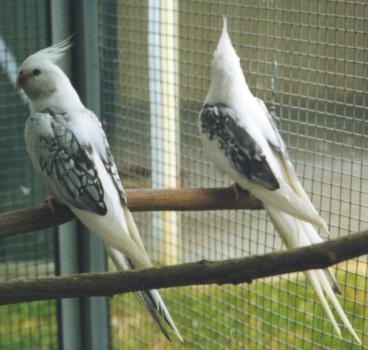 wfplpiedcasal.thumb.jpg.6a5f3149df347089