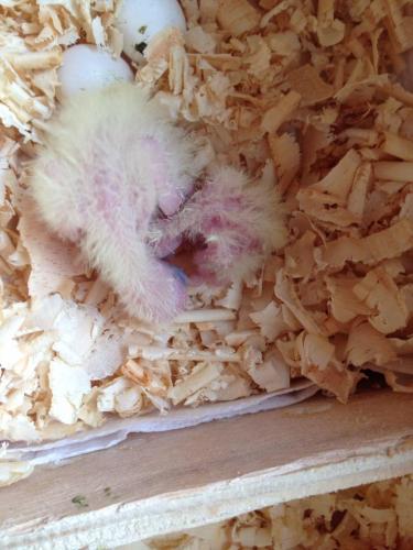 10978714_965268276871462_730056201110731