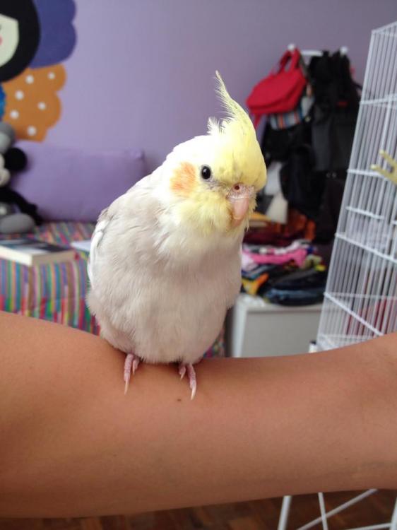 11186468_1076162412448714_1821644205_n.t