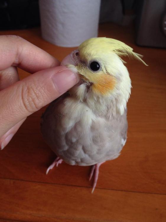 11212349_1017282845003338_1214537858_n.t