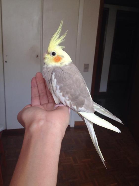 11303471_1043395092392113_2122498095_n.t