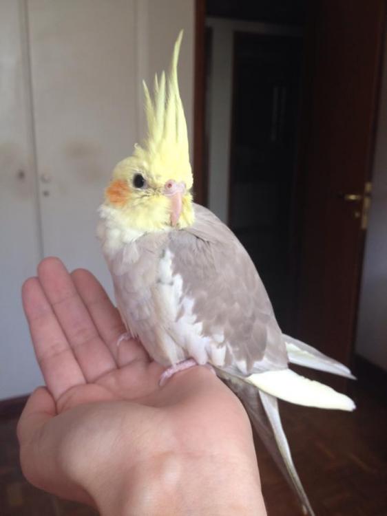 11304559_1043395075725448_121309019_n.th