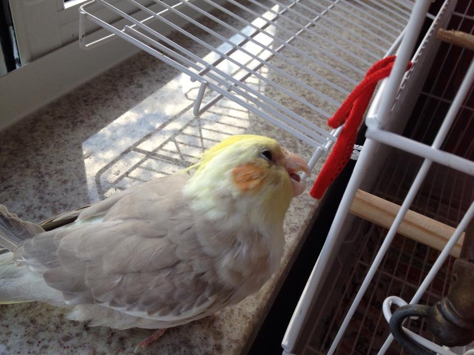 11667204_1076162452448710_1619950122_n.t