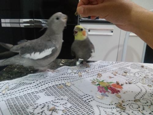 20150512_210830.thumb.jpg.7c417bf2622421